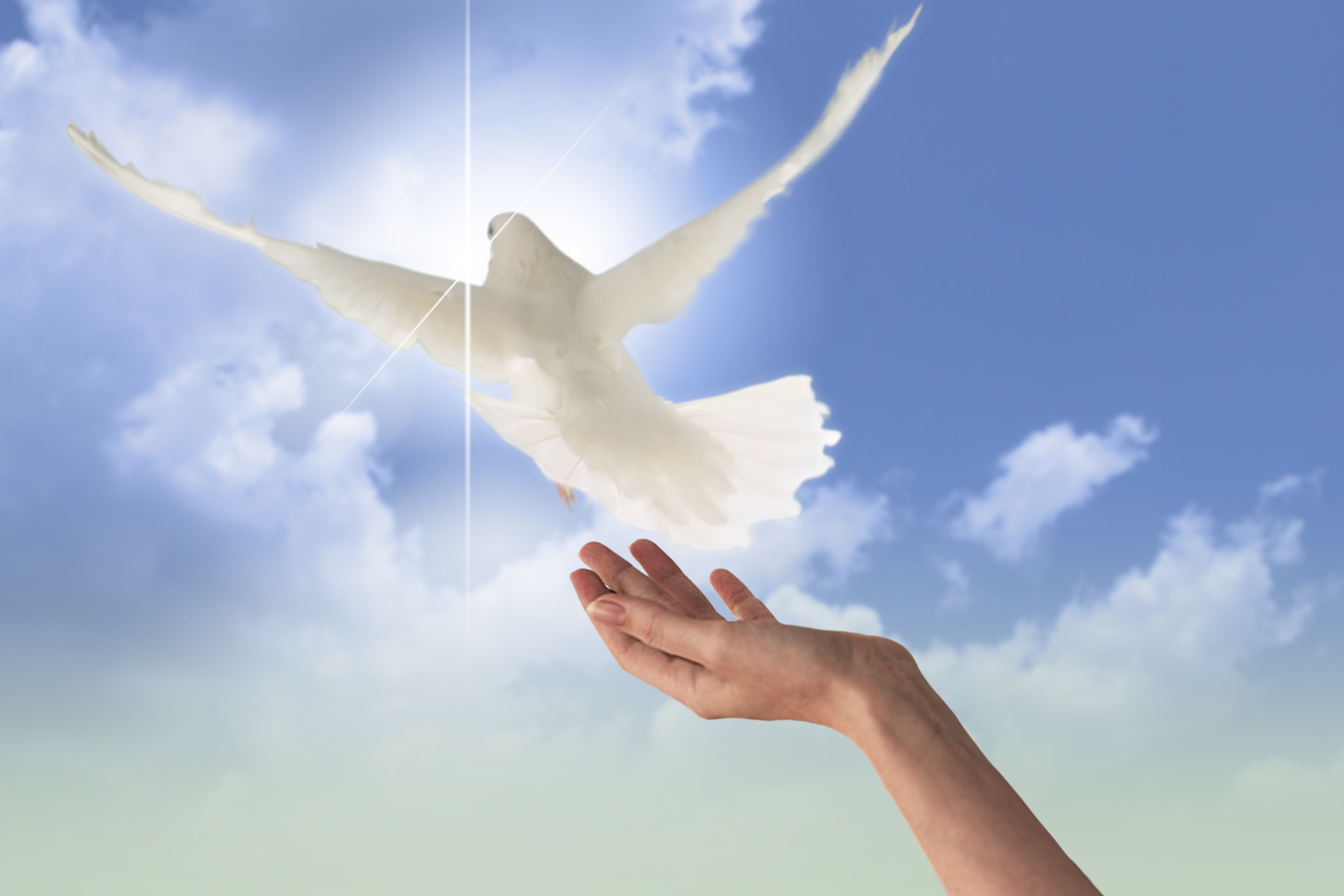 A dove being released from someone's hand