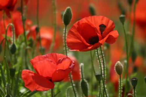 Poppies in a field