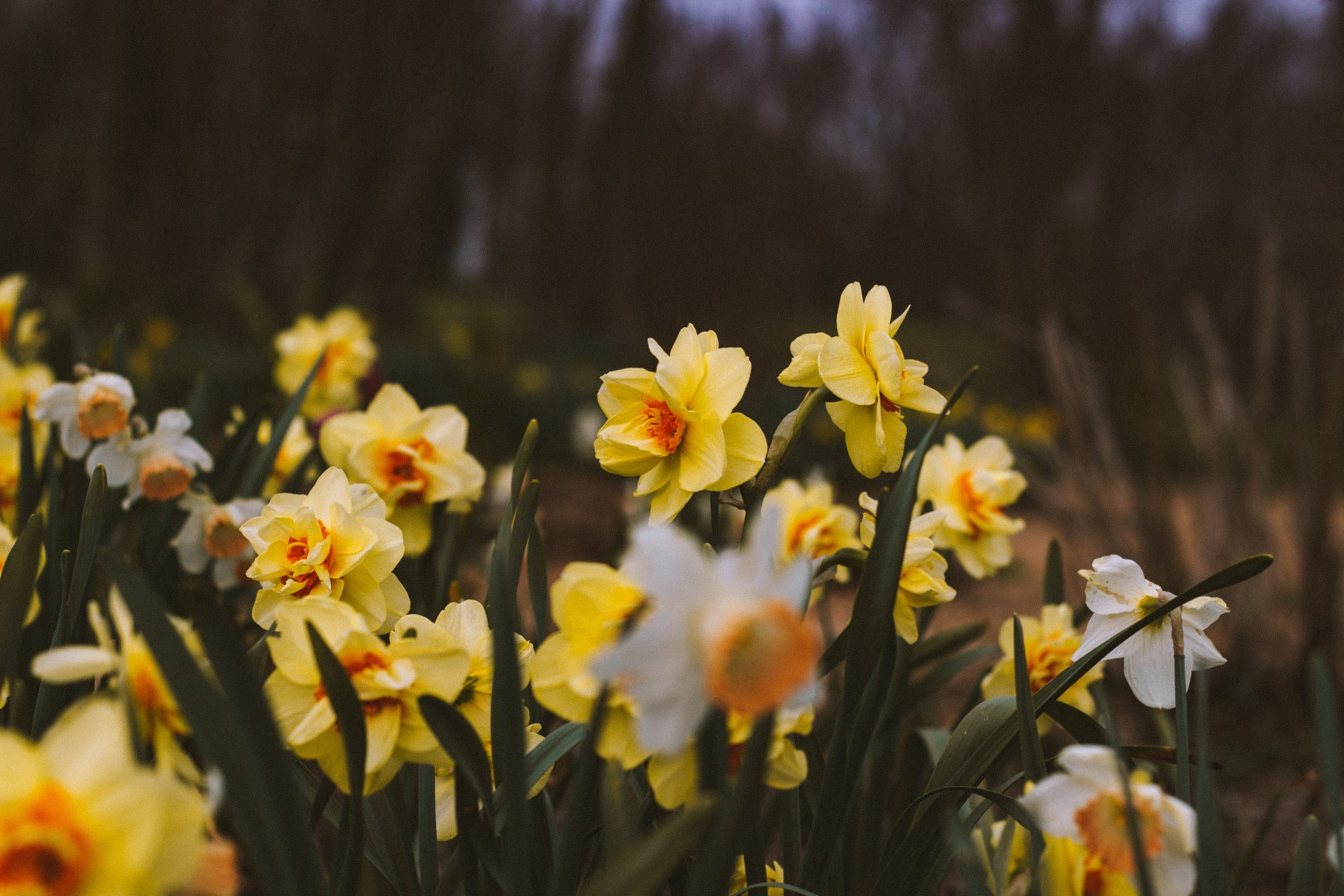 Daffodils