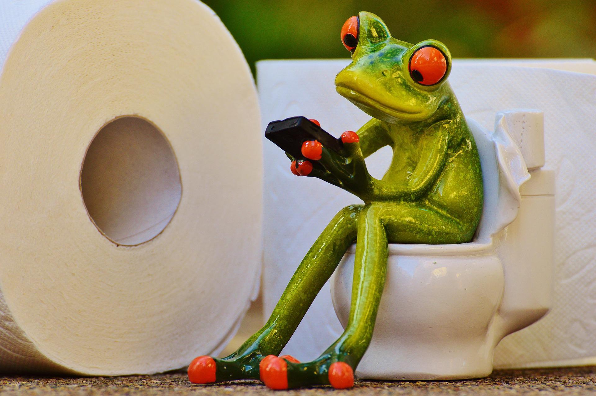 Frog on the toilet
