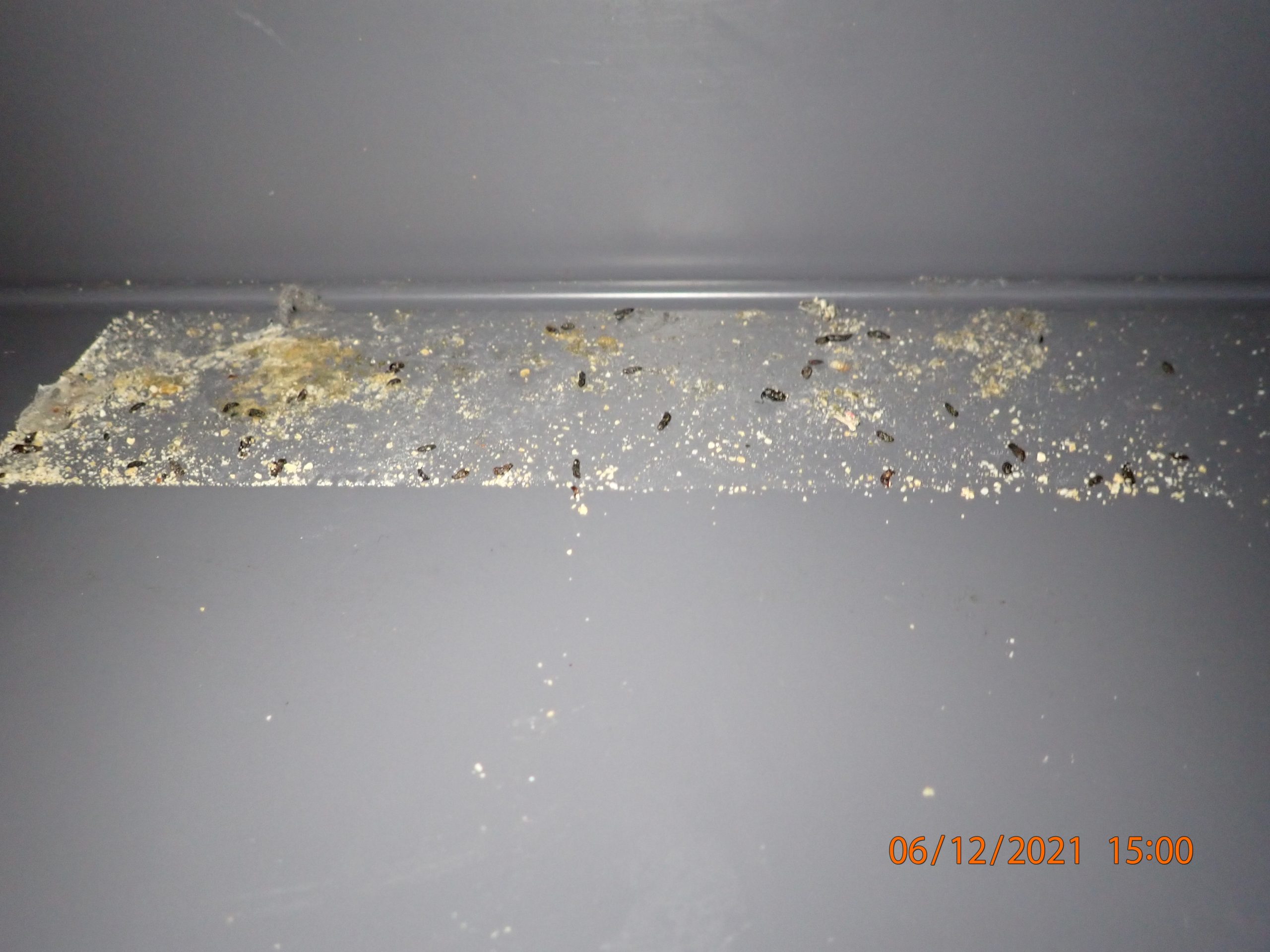 Mice droppings and feed debris on a work surface