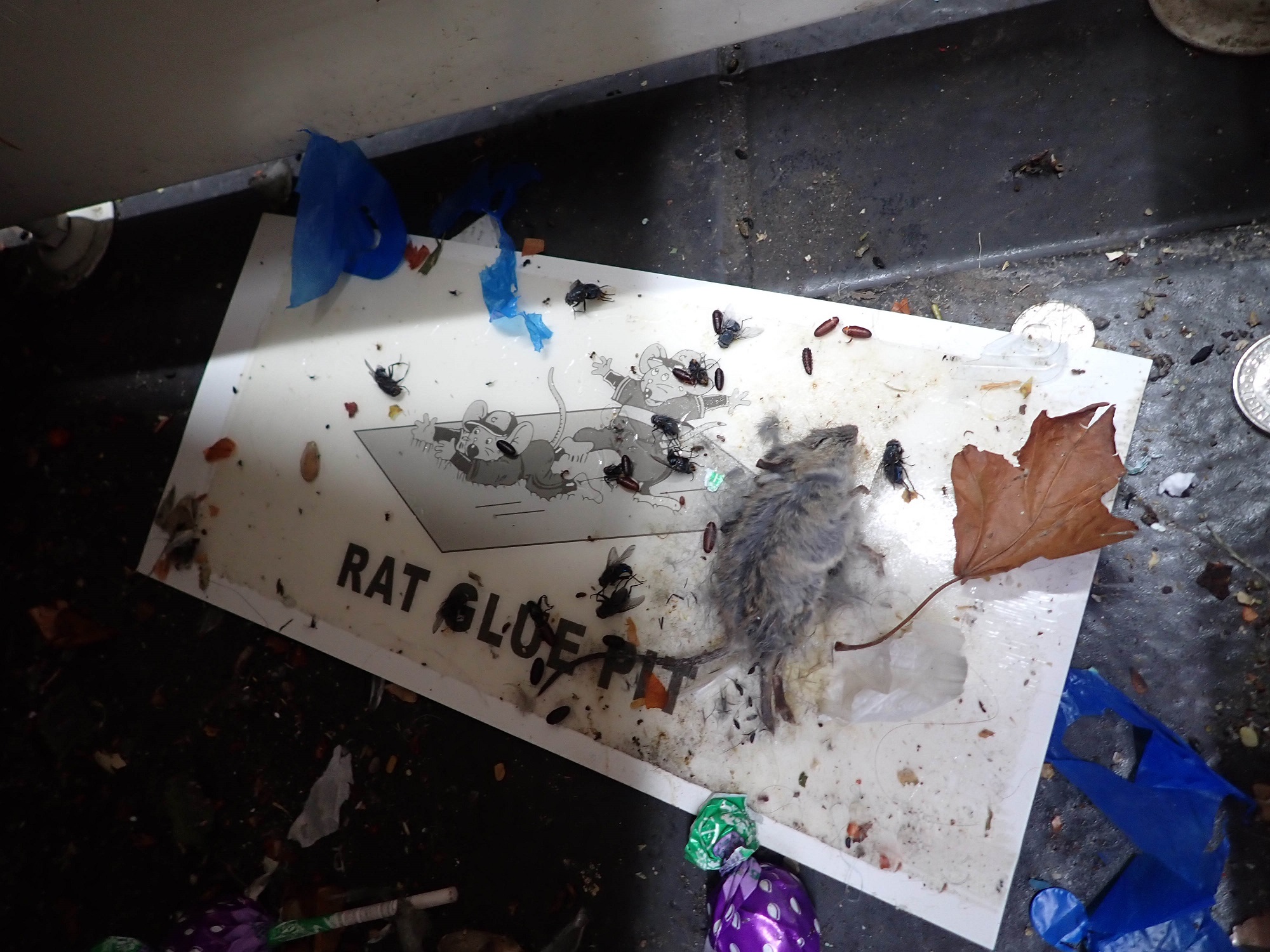Unpleasant image of a mouse stuck on a glue board trap