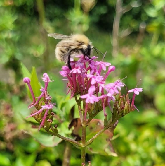 A carder bee on pink flowers from a valerian
