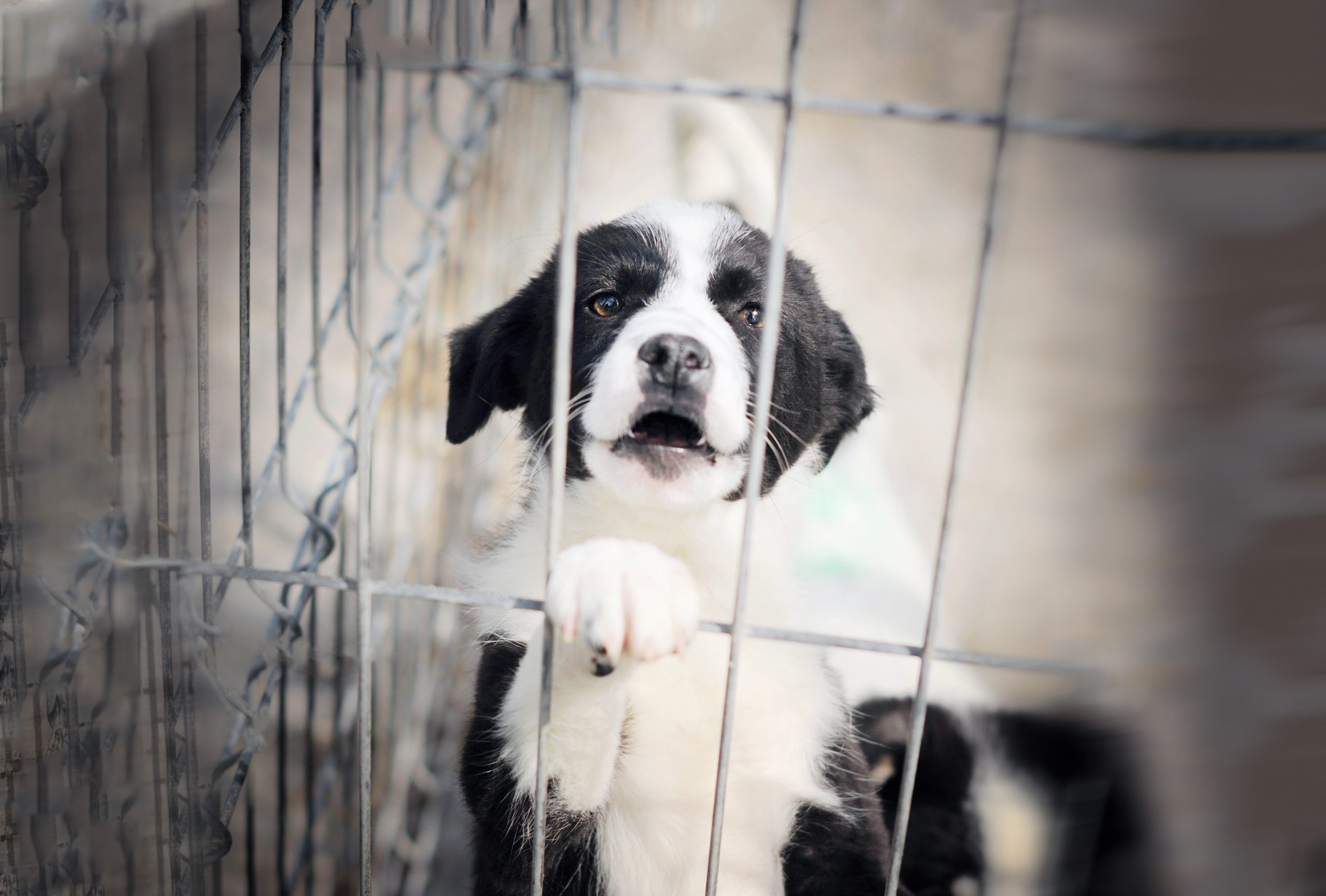 A dog with its paws on metal fencing.
